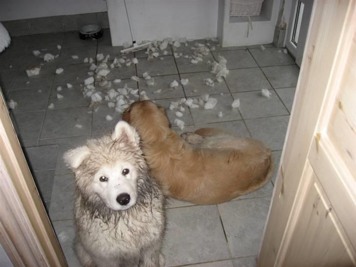 Samojedhund Simba - Det er ikke mig mor, men Balou!!!!! billede 16