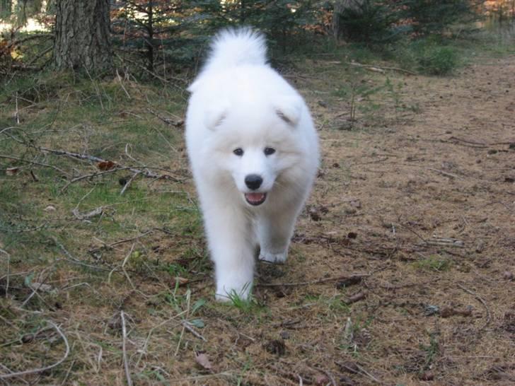 Samojedhund Simba - Hej mor billede 17