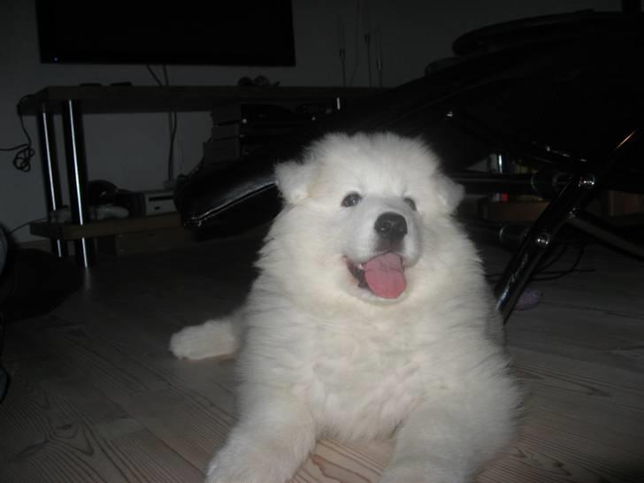 Samojedhund Simba - Ja uha jeg er dejlig billede 18