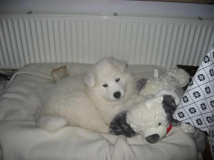 Samojedhund Simba - rå hygge med bamse nala.... da hun var hel... men da Simba var ca. 5 mdr. rev han hende i stumper.0( billede 19