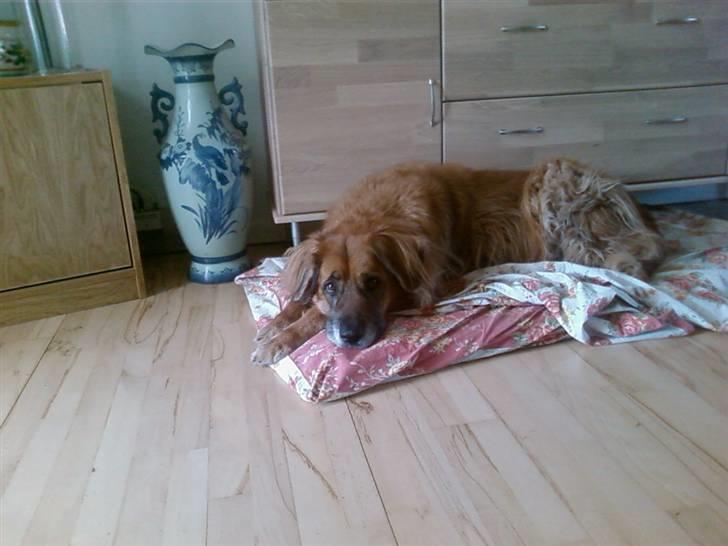 Blanding af racer Cindy R.I.P. <3 - R.I.P Cindy <3 billede 6