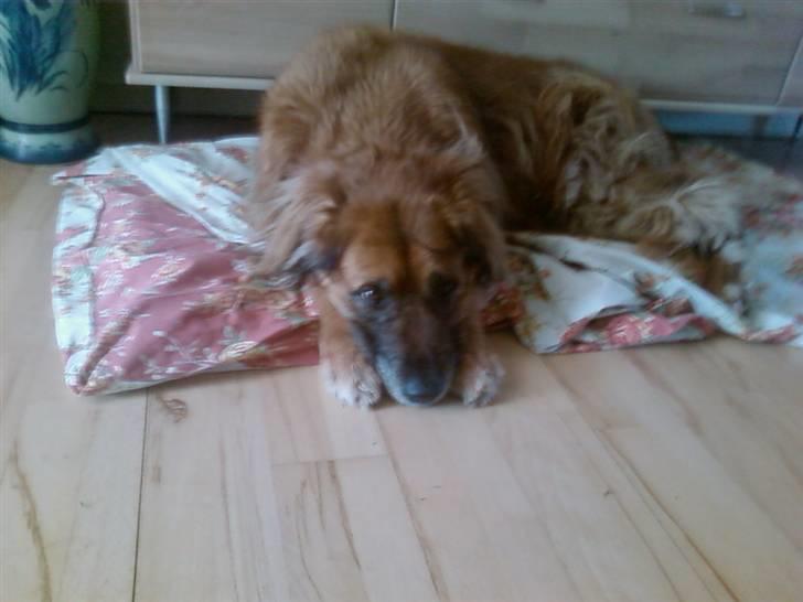 Blanding af racer Cindy R.I.P. <3 - R.I.P Cindy <3 billede 7