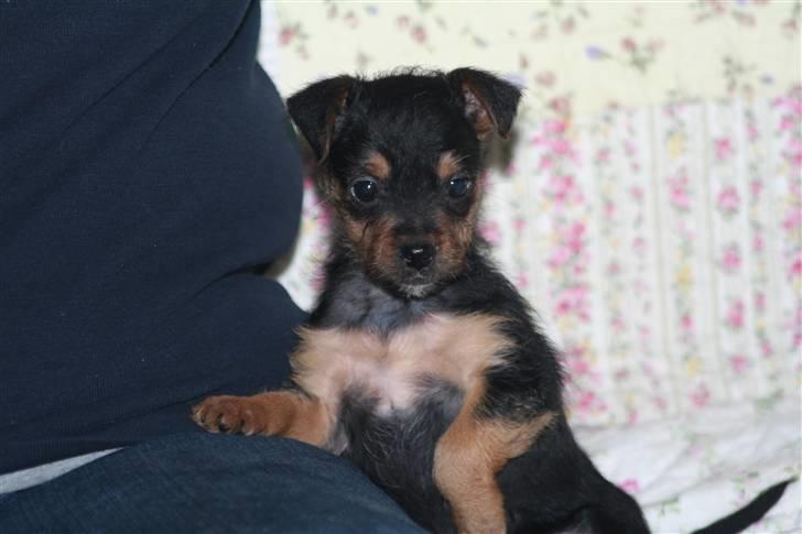 Blanding af racer Osvald - 8 uger gammel en rigtig puttegøj billede 1