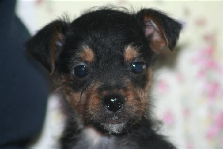 Blanding af racer Osvald - ørerne stritter og pelsen ligeså.. minirotte billede 2