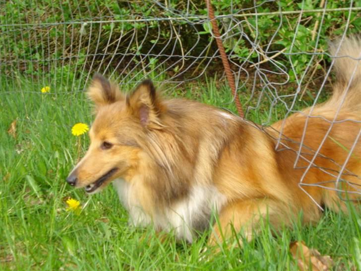 Shetland sheepdog Trille (himmelhund)  billede 9