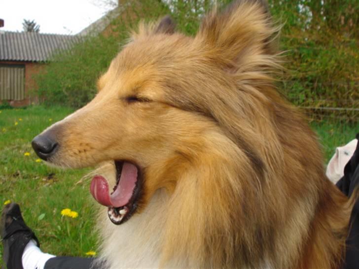 Shetland sheepdog Trille (himmelhund)  billede 10