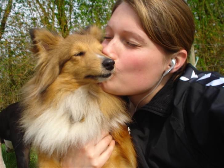 Shetland sheepdog Trille (himmelhund)  billede 11