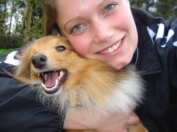 Shetland sheepdog Trille (himmelhund)  billede 12