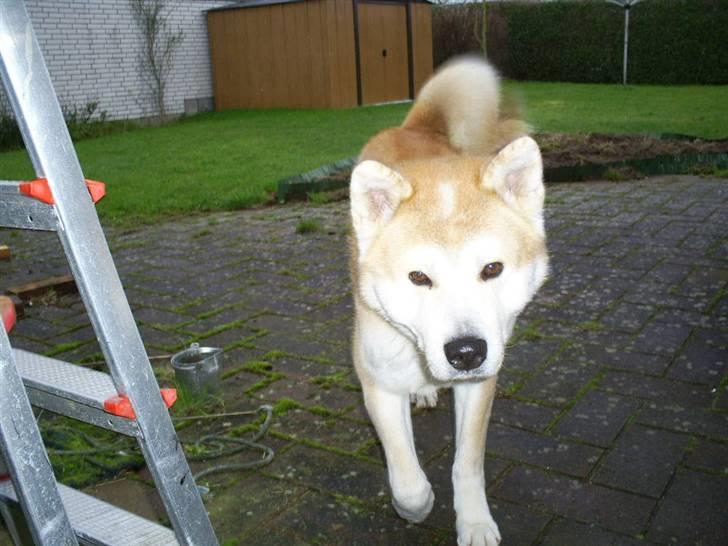 Akita inu Akkan of Tsuyoi Kuma Ken billede 11
