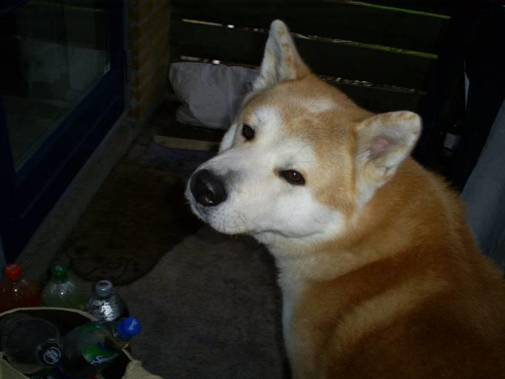Akita inu Akkan of Tsuyoi Kuma Ken billede 12