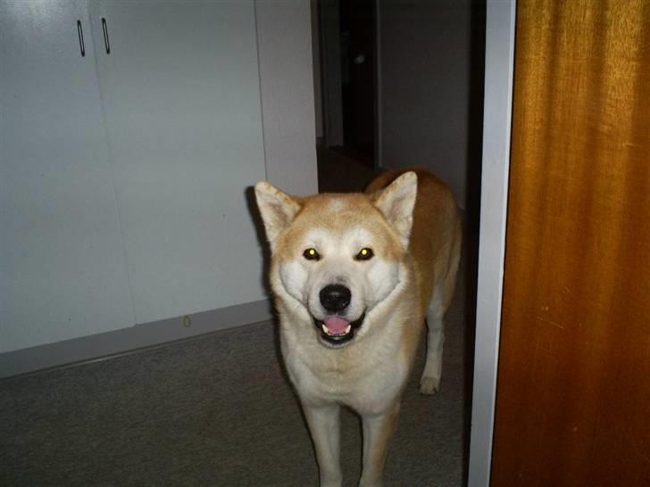 Akita inu Akkan of Tsuyoi Kuma Ken billede 13