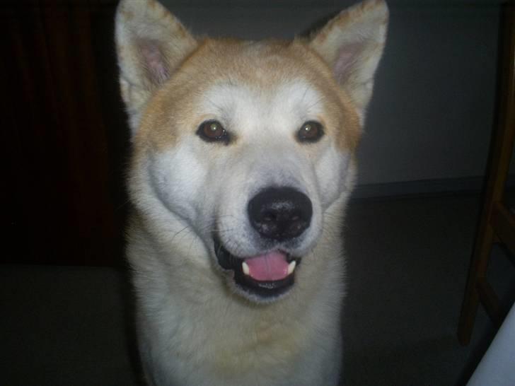 Akita inu Akkan of Tsuyoi Kuma Ken billede 14