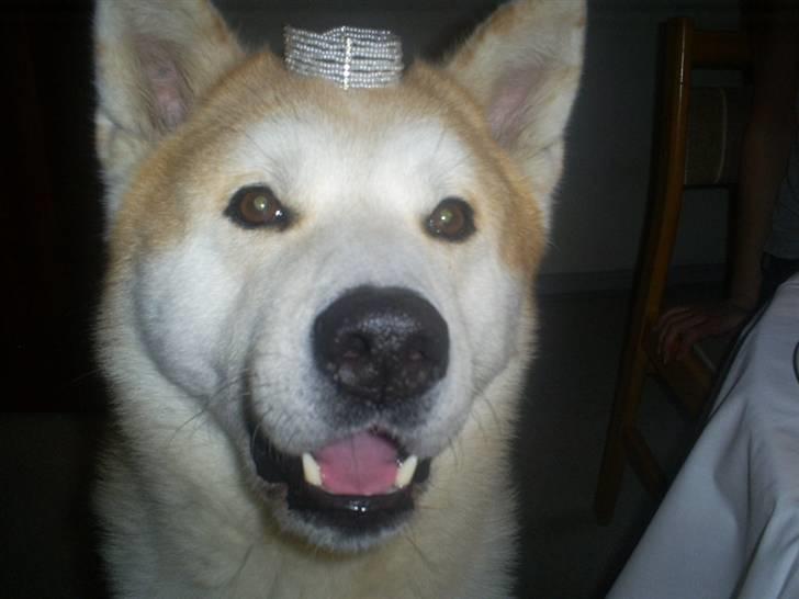 Akita inu Akkan of Tsuyoi Kuma Ken billede 15