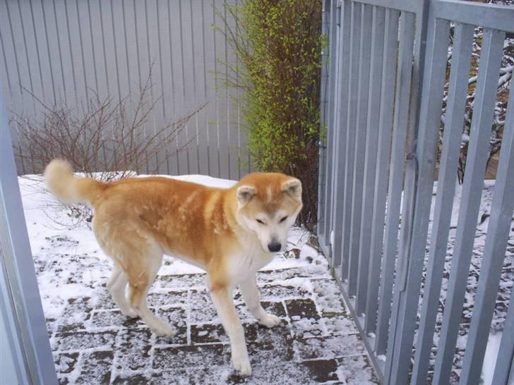 Akita inu Akkan of Tsuyoi Kuma Ken billede 16