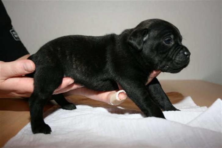 Staffordshire bull terrier Louie billede 1