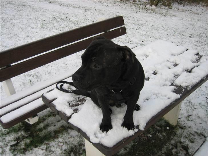 Staffordshire bull terrier Louie billede 2