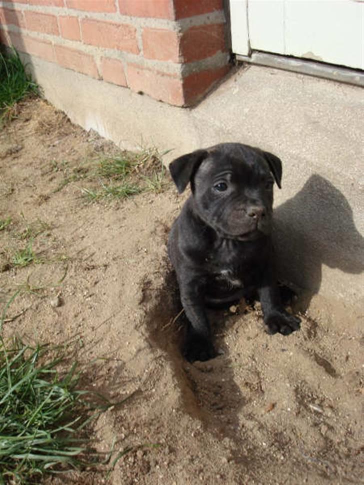 Staffordshire bull terrier Louie billede 3