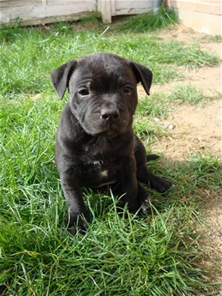 Staffordshire bull terrier Louie - I haven i mit første hjem billede 4