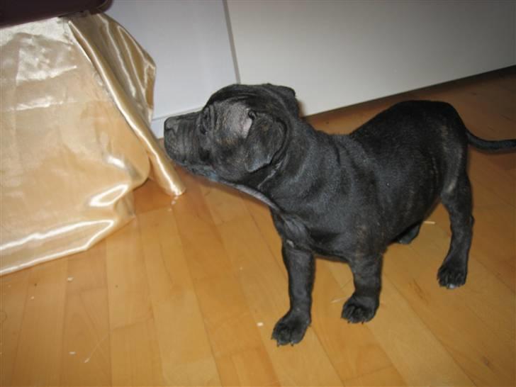 Staffordshire bull terrier Louie - Undersøger mit nye hjem billede 5