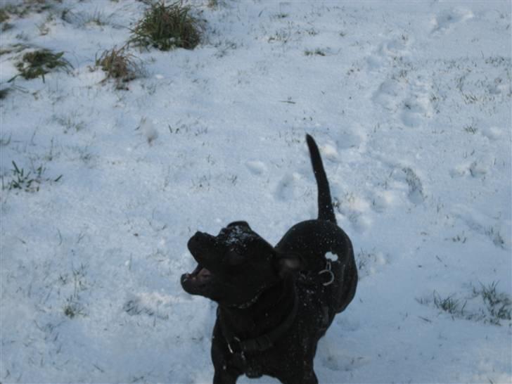 Staffordshire bull terrier Louie - hej hej billede 6