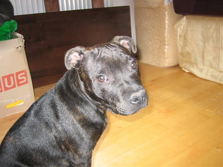 Staffordshire bull terrier Louie - se hvor jeg vokser i forhold til billede 6 billede 7