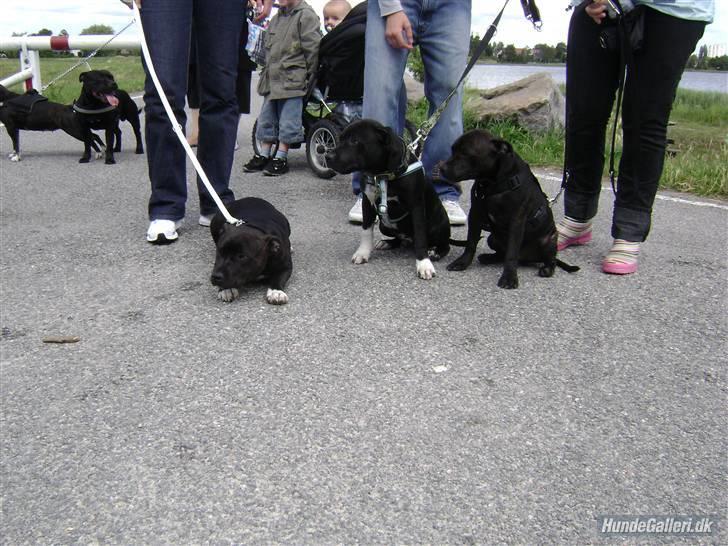 Staffordshire bull terrier Louie - Allie, Ludwig, Arthur, Chico og Louie billede 8