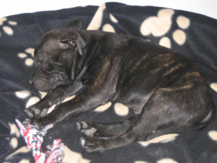 Staffordshire bull terrier Louie - puhh en hård dag billede 9