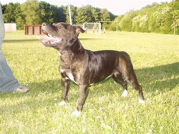 Staffordshire bull terrier Louie - Og min flotte mor (Allie) billede 10