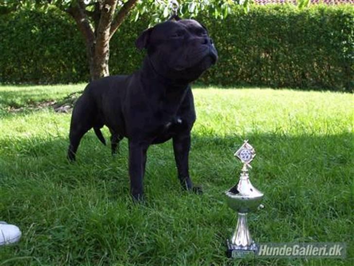 Staffordshire bull terrier Louie - Min flotte far (Ludvig) billede 11