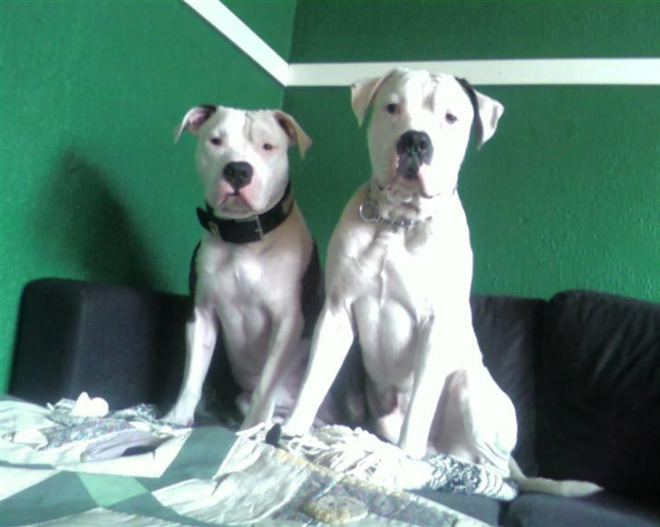 Amerikansk bulldog congo billede 12