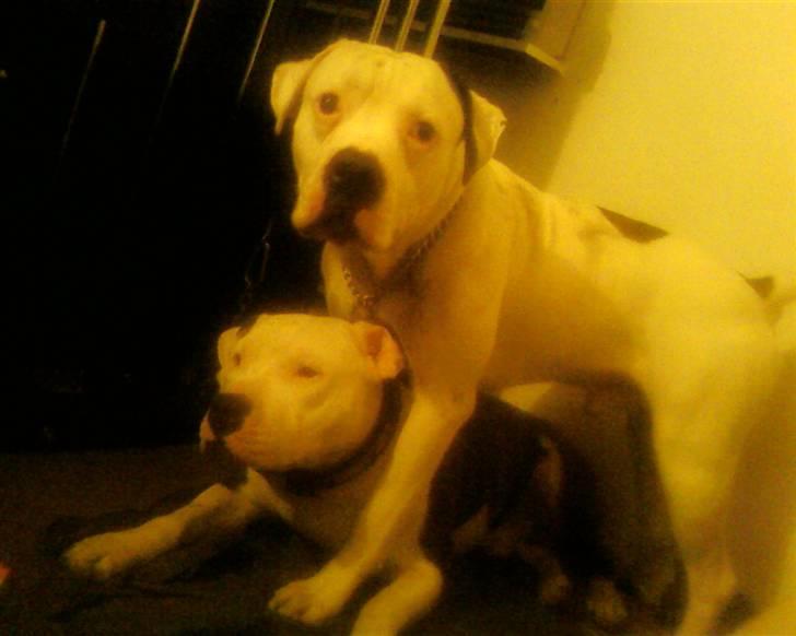 Amerikansk bulldog congo billede 13