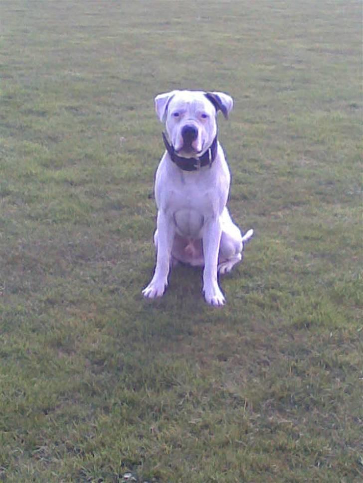 Amerikansk bulldog congo billede 14