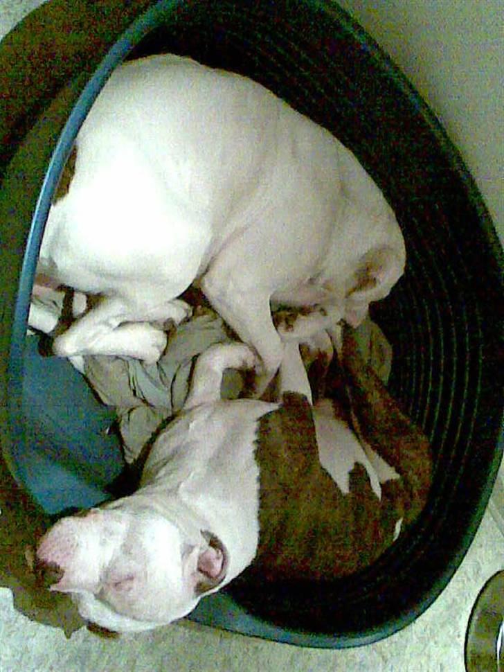 Amerikansk bulldog congo billede 15