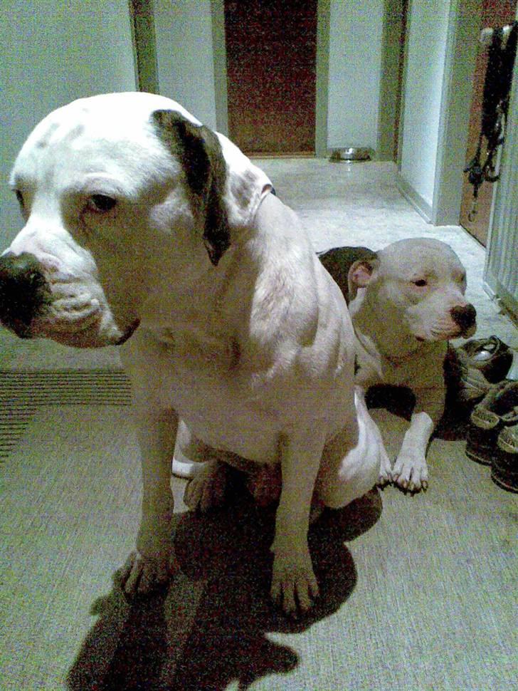 Amerikansk bulldog congo billede 16