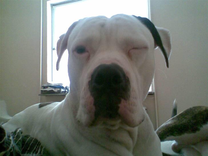 Amerikansk bulldog congo billede 17