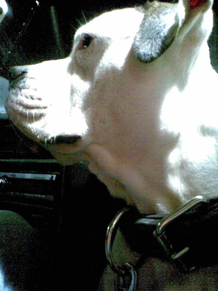 Amerikansk bulldog congo billede 18