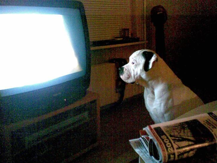 Amerikansk bulldog congo billede 19