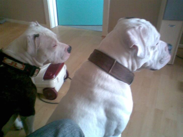 Amerikansk bulldog congo billede 20