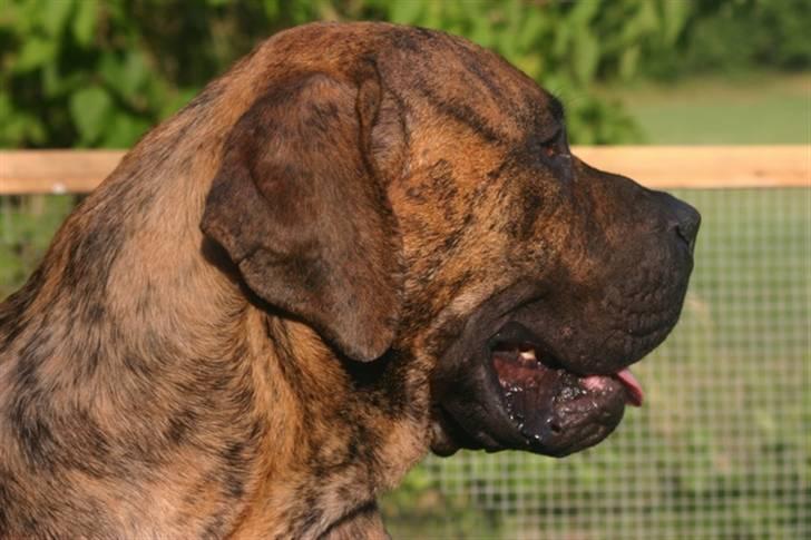 Boerboel TEGLBORG NANDI billede 1