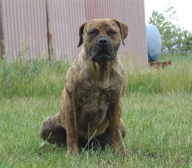 Boerboel TEGLBORG NANDI - 20 juni 08 billede 2