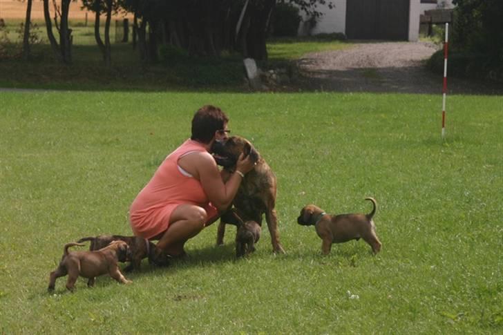Boerboel TEGLBORG NANDI billede 3