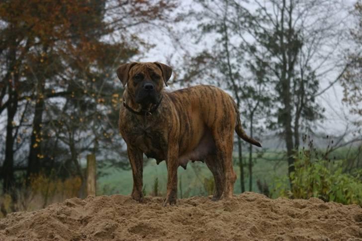 Boerboel TEGLBORG NANDI billede 4