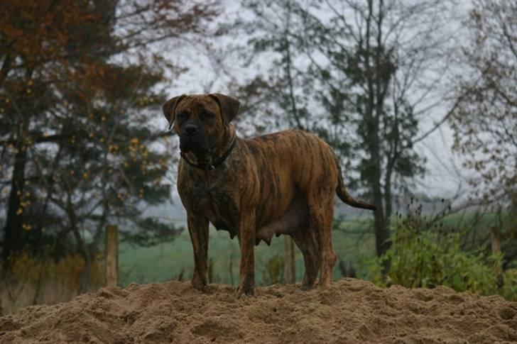 Boerboel TEGLBORG NANDI billede 5