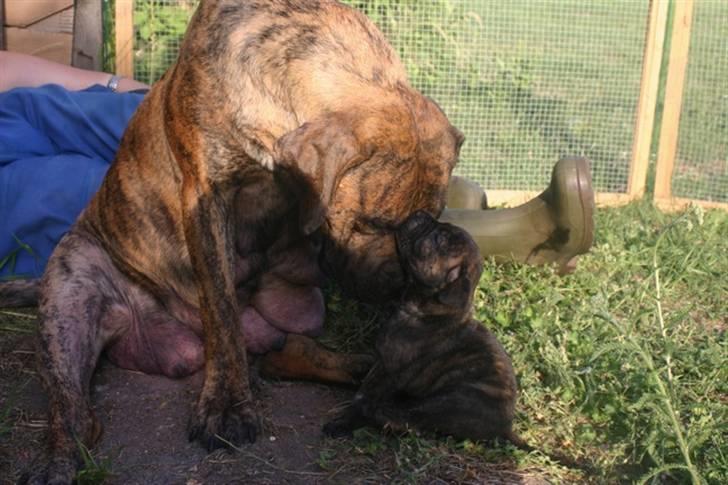 Boerboel TEGLBORG NANDI billede 6