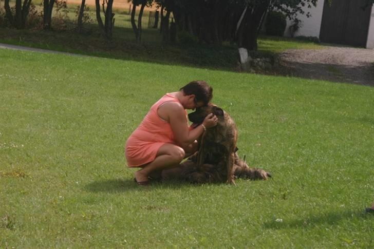 Boerboel TEGLBORG NANDI billede 7