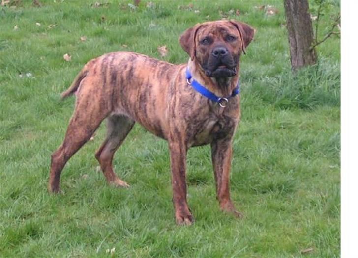 Boerboel TEGLBORG NANDI billede 8