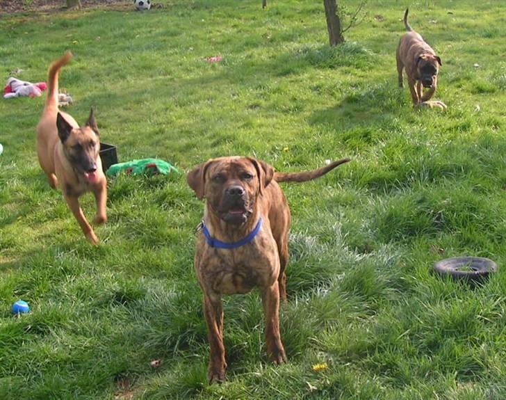 Boerboel TEGLBORG NANDI billede 9