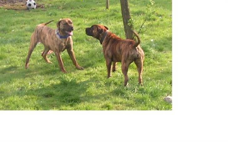 Boerboel TEGLBORG NANDI billede 10