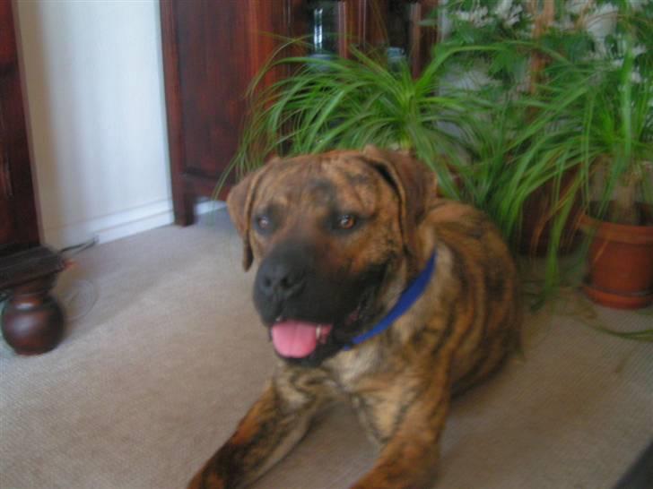 Boerboel TEGLBORG NANDI billede 11