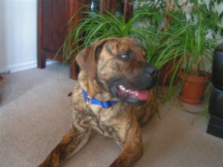 Boerboel TEGLBORG NANDI billede 12